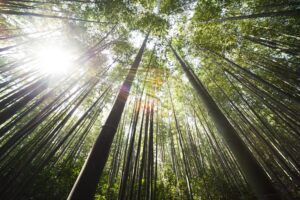 Bamboe planken - sfeerfoto van een bamboebos met schitteringen van de zon